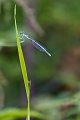 712 - demoiselle pas seule - BOSSAUX Etienne - belgium